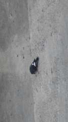 Columba livia domestica