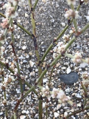 Eriogonum deflexum deflexum