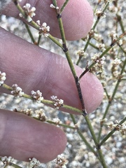 Eriogonum deflexum deflexum