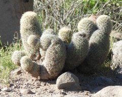 Mammillaria estebanensis