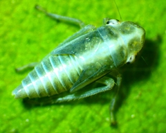 Amphigonalia gothica