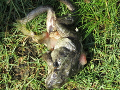 Leptodactylus macrosternum