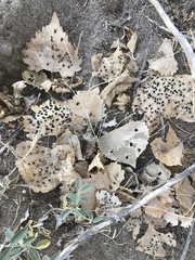 Populus fremontii fremontii