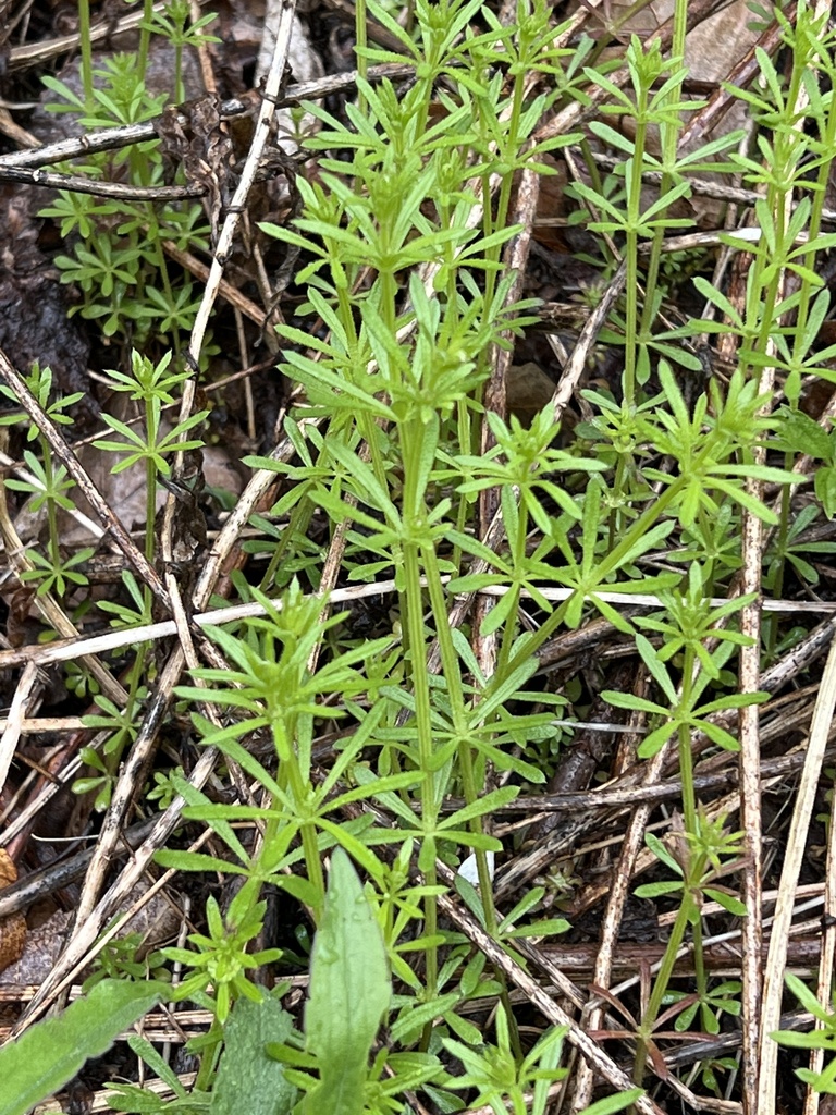 catchweed bedstraw from Susquehanna County, US-PA, US on May 1, 2023 at ...