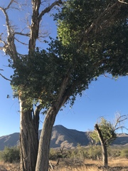 Populus fremontii fremontii