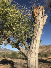 Populus fremontii fremontii