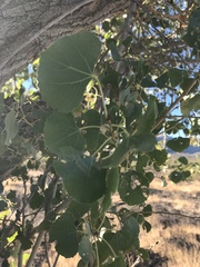 Populus fremontii fremontii