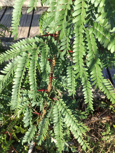 Lederhülsenbaum
