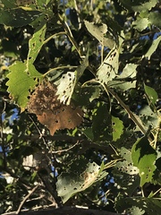 Populus fremontii fremontii