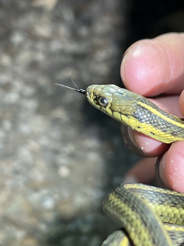 iNaturalist observation photo of Oregon Aquatic Garter Snake