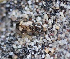 Tetragonoderus fasciatus