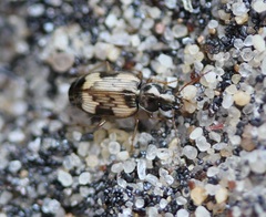 Tetragonoderus fasciatus