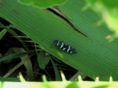 Balacha melanocephala