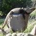Iguana de la Isla de San Esteban - Photo (c) lauraelenawicochea, algunos derechos reservados (CC BY-NC)