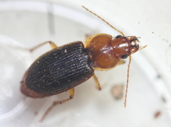 Amphasia interstitialis