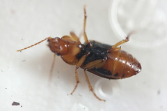 Amphasia interstitialis