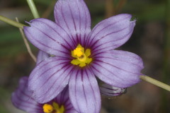 Sisyrinchium chilense