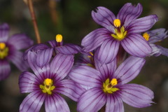 Sisyrinchium chilense