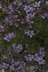 Sisyrinchium chilense