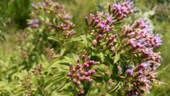 Chromolaena pulchella