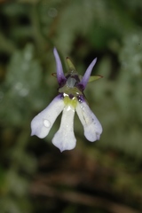 Lobelia nana