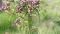 Chromolaena pulchella