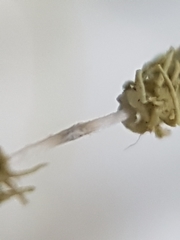 Usnea glabrata