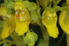 Calceolaria teucrioides