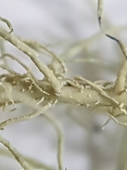 Usnea glabrata