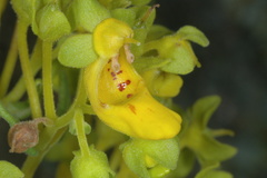 Calceolaria teucrioides