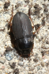 Anisodactylus