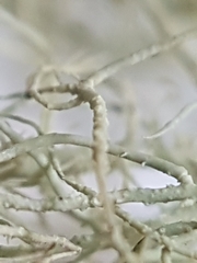Usnea glabrata