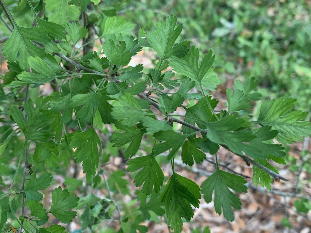 parsley hawthorn in May 2023 by Shannon DirtNKids · iNaturalist