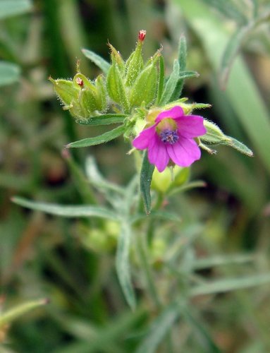 Geranium dissectum