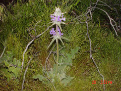 Salvia carduacea