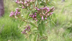 Chromolaena pulchella