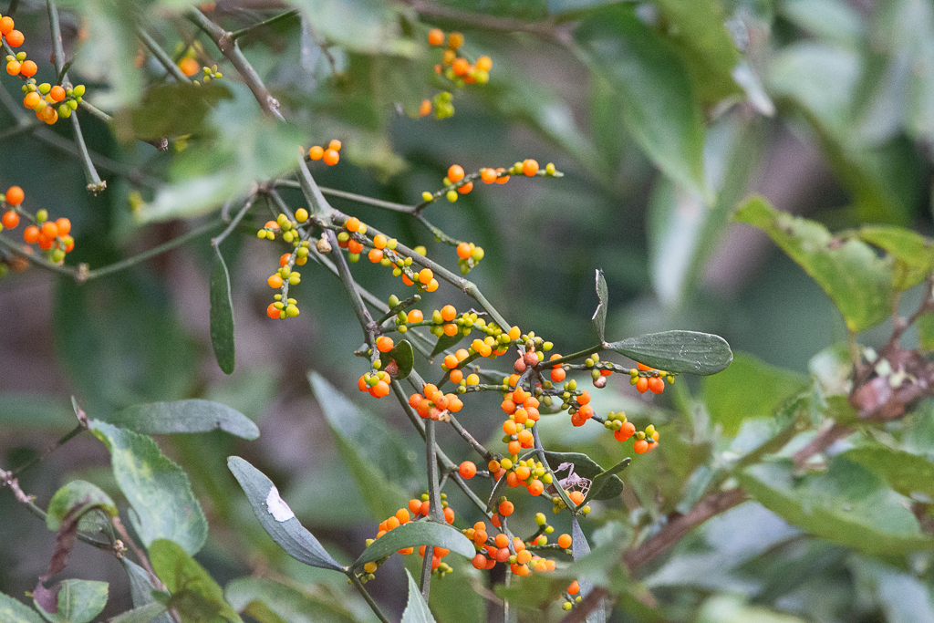 Phoradendron quadrangulare