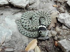 Natrix astreptophora