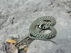 Natrix astreptophora