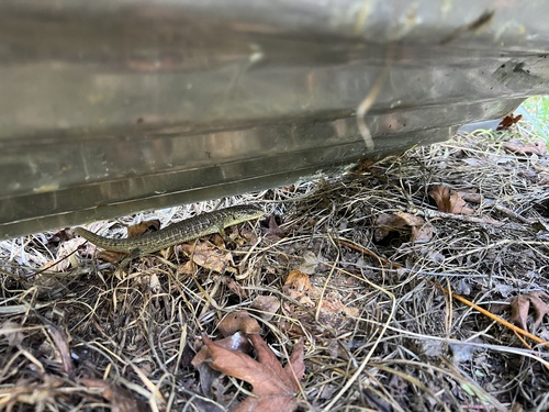 iNaturalist observation photo of Northern Alligator Lizard