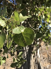 Populus fremontii fremontii