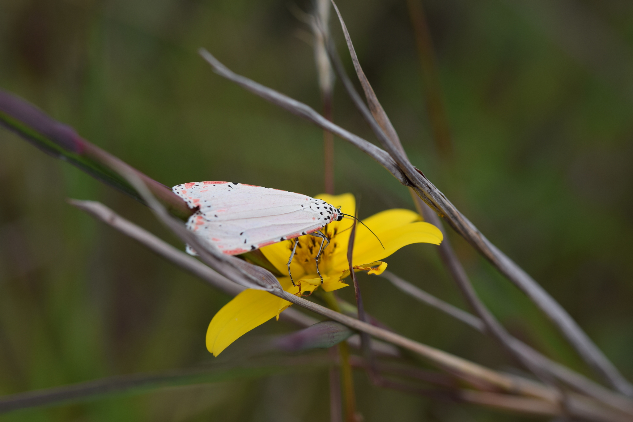 Utetheisa ornatrix image