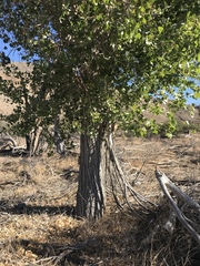 Populus fremontii fremontii