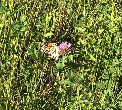 Monarch photographed in Louisiana