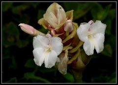 Curcuma caulina