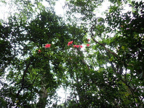 Rhododendron simsii
