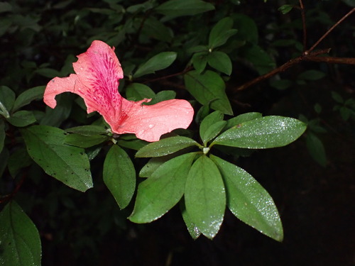 Image of Rhododendron simsii by (c) W Rao, some rights reserved (CC BY)