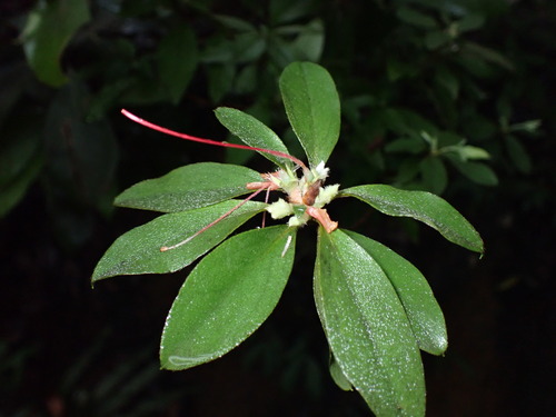 Rhododendron simsii