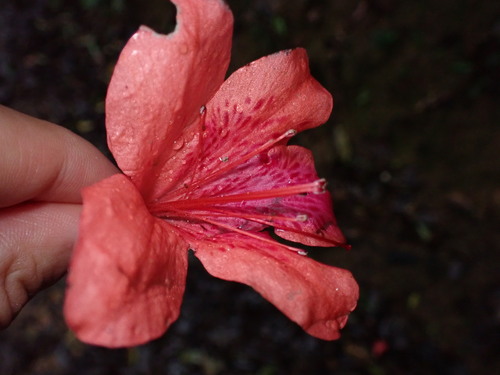 Rhododendron simsii