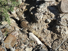 Ctenosaura conspicuosa
